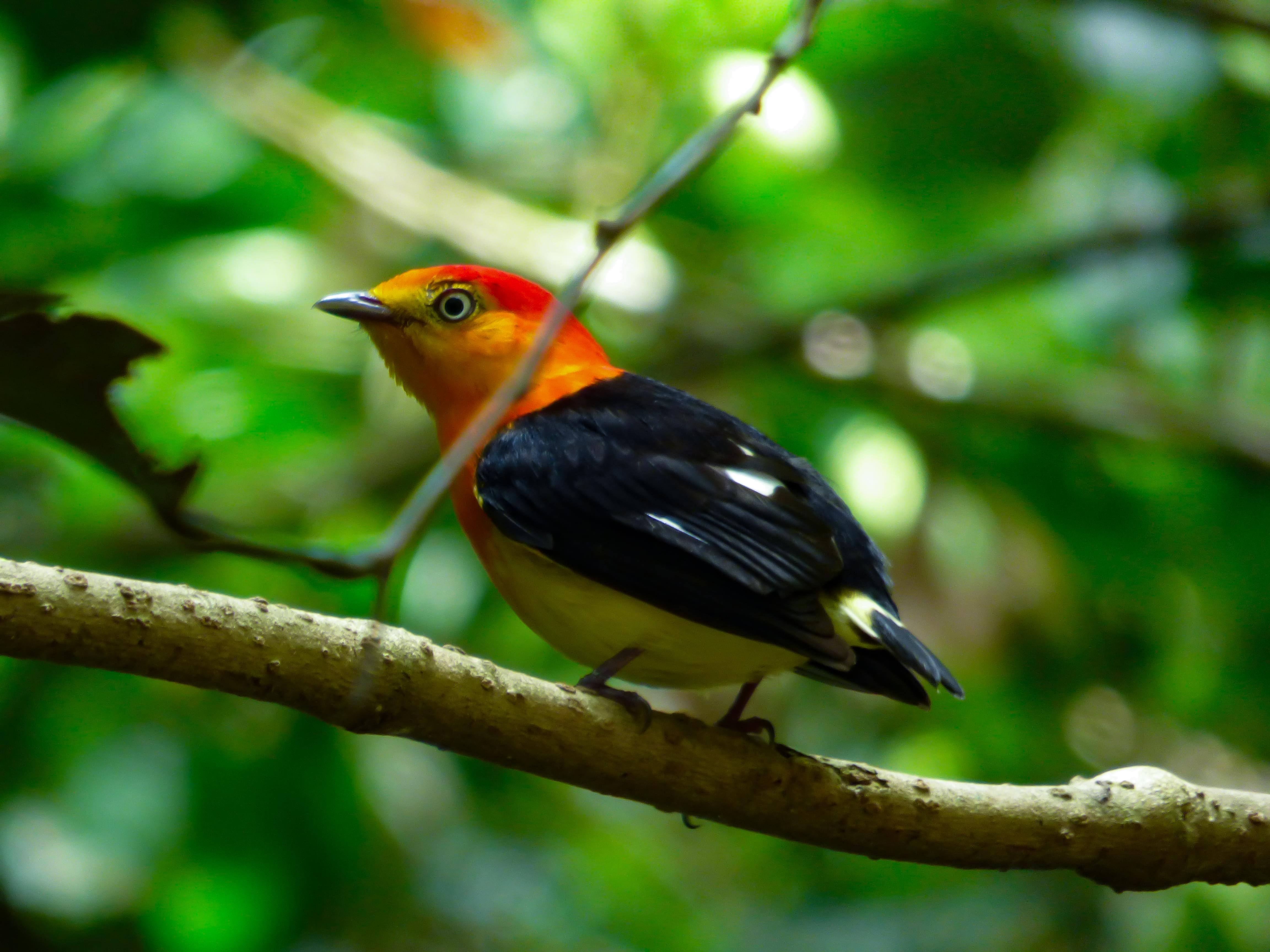 imagen BIRDWATCHING