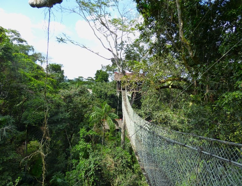 canopy walkway